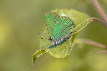 Sticker - Green hairstreak butterfly