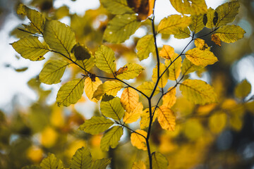 Colorful autumn leaves on a tree