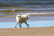 white Samoyed dog runs along the beach along the water's edge along the sea