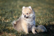 portrait of a cheerful mini Pomeranian puppy on the grass
