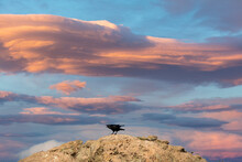 Black Bird Squawking With A Stunning Sky
