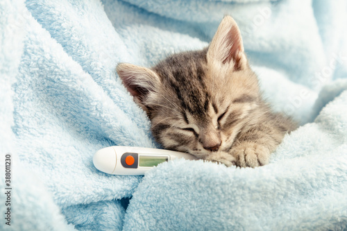Beautiful tabby kitten measures temperature by thermometer. Little ill baby cat lies in blue plaid. Vet, veterinary clinic and veterinarian medicine for pets and cats, animal children health care © Beton Studio
