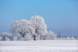 Fototapeta Kwiaty - Winter Idyll In The North Of Germany