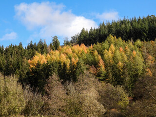 Wall Mural - autumn in forest on hills in Luxembourg