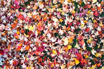 Wall Mural - Grass covered with colorful red, orange and yellow maple leaves in autumn