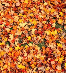 Wall Mural - Grass covered with colorful red, orange and yellow maple leaves in autumn