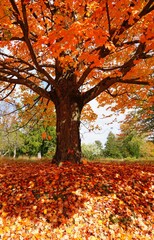 Wall Mural - Grass covered with colorful red, orange and yellow maple leaves in autumn