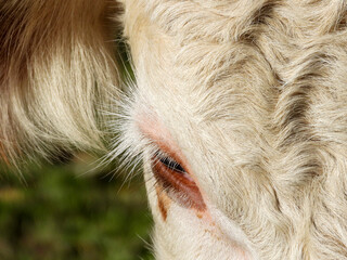 Wall Mural - close up of a cow's head