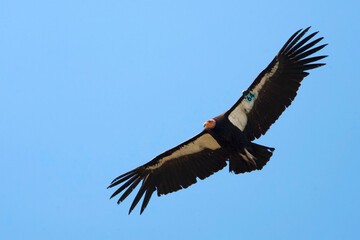 Californian Condor, Gymnogyps californianus