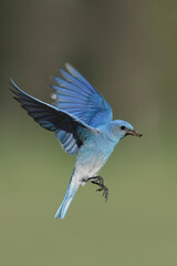 Wall Mural - Mountain Bluebird, Sialia currucoides