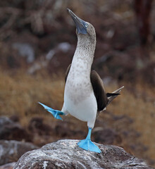 Wall Mural - Blue-footed Booby, Sula nebouxii