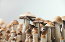 Psychedelic Magic Mushrooms