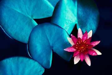 red lotus water lily blooming on water surface and dark blue leaves toned, purity nature background