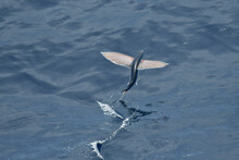 Flying Fish Species