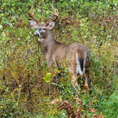 Wall Mural - Large buck whitetailed deer with large antelers in rut