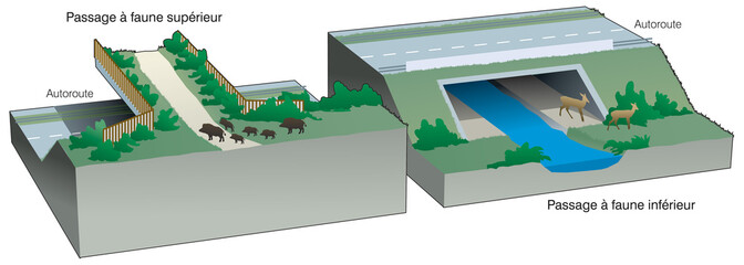 Autoroutes - Franchissement pour la faune terrestre