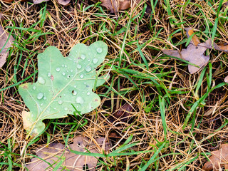 Wall Mural - top view of green fallen leaf of oak tree with raindrops on forest meadow on autumn day