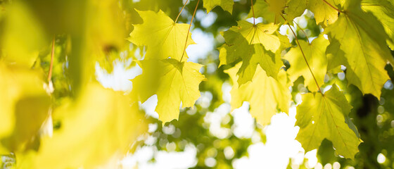 Wall Mural - Natural background sun and autumn foliage