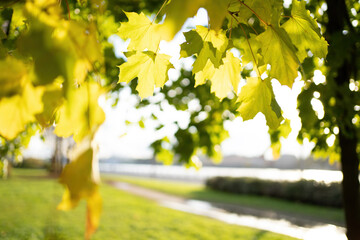 Wall Mural - green and yellow leaves background