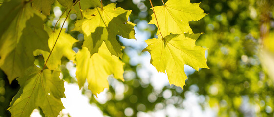 Wall Mural - green and yellow leaves background