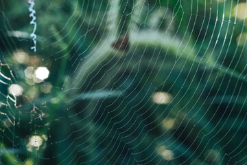 Poster - Cobweb or spider's web against a natural background, Dew drops on a spider .