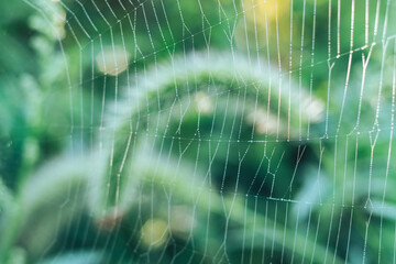 Poster - Cobweb or spider's web against a natural background, Dew drops on a spider .