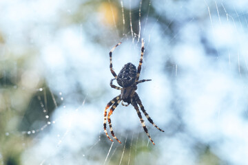 Poster - Cobweb or spider's web against a natural background, Dew drops on a spider .