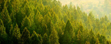 Pine Trees Forest Evening Light