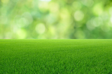 Wall Mural - landscape view of green grass with green bokeh background.
