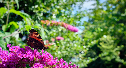early august and a peacock butterfly feeds on a buddleia bloom in a garden