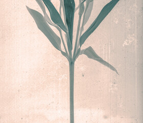 Branch with leaves. Daguerreotype style. Film grain. Vintage photography. Botanical negative x-rays scan. Canvas texture background. Vintage, conceptual, old retro aged postcard. Sepia, beige, grey