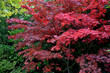 Bloodgood backdrop of a Japanese garden. It is a taller shrub of air habit. thicken the crown to create a relatively compact habitus.
  the leaves are deep red, usually seven-lobed,  not change color
