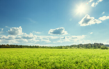 Wall Mural - field of spring grass and perfect sky