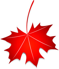 Wall Mural - red maple leaf.
