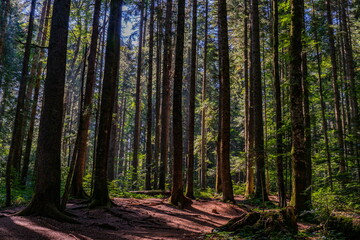 Peat bog forest Red Creek (Crveni potok)  on Tara mountain in Serbia