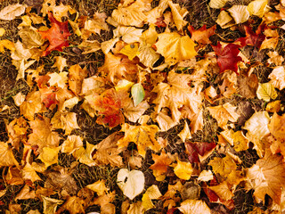 Wall Mural - abstract background of autumn leaves in bright red-yellow color, top view