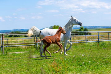 Wall Mural - Portrait of a trotting horse on a meadow