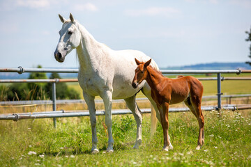 Wall Mural - Portrait of a trotting horse on a meadow