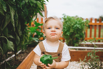 Toddler exploring backyard garden and picking bell peppers