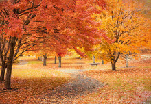 Original Textured Autumn Photograph Of A Path Winding Through  Group Of Red And Amber Trees In A Park