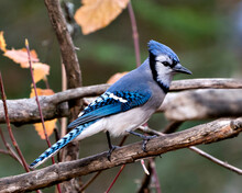 Blue Jay Stock Photo. Blue Jay Perched On A Branch With Blur Background Displaying Blue Feather Plumage, Wings,  Body,  Beak In Its Wild Environment And Habitat. Image. Picture. Portrait.