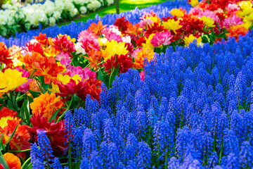 fresh lawn with flowers