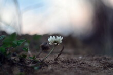 Photo Of Small White Flower In Quarry