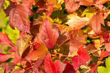 Wall Mural - close up full frame texture background of bright red and yellow autumn color leaves on compact cranb