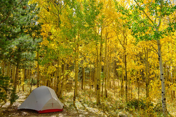 an ultralight backpacking tent sits in an aspen forest in autumn on national forest land outside of 