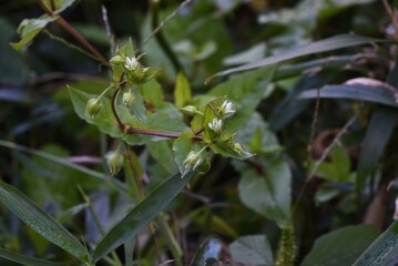 Poster - Chickweed (Stellaria media) / Caryophyllaceae grass