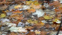 Raindrops Falling On Autumn Leaves On Forest Floor 