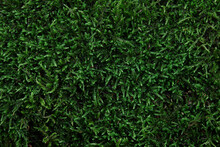 Green Moss Texture Background