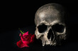 Human skull with red rose 