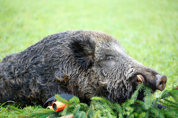 Caught a large wild boar as a hunting trophy, (Sus scrofa), beautiful white teeth.